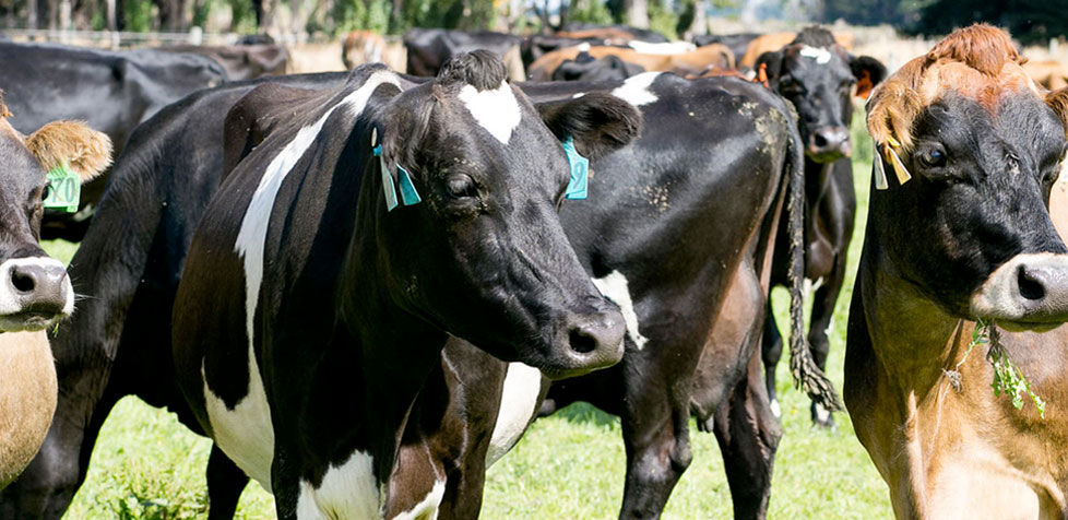 Enerpro Customised cost effective dairy feed